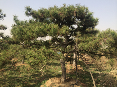 供应造型黑松基地 买造型黑松山东莱芜找万丰