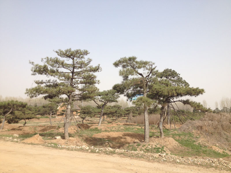 造型油松基地_想要成活率高的造型油松树就来万丰园林