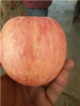 陜西紙袋紅富士蘋果，膜袋紅富士蘋果批發(fā)價(jià)格