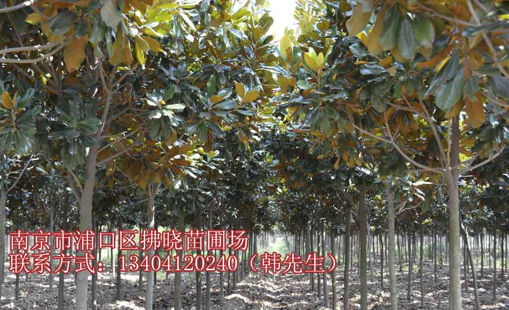 4公分广玉兰求购