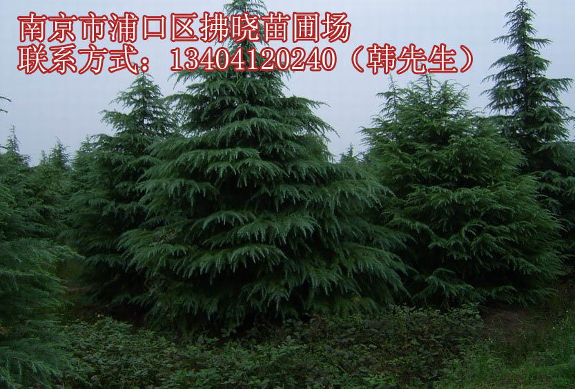 河南11公分2米高雪松价格价格