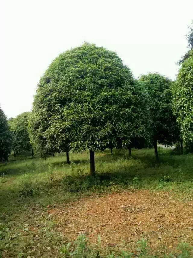 1公分桂花价格_想要湖南桂花就来楠洲园林景观