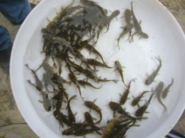 黄骨鱼苗批发