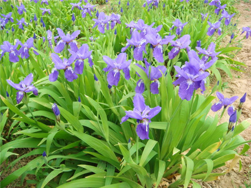 青州宿根花卉【哪里有宿根花卉？】宿根花卉基地【价格】天卓