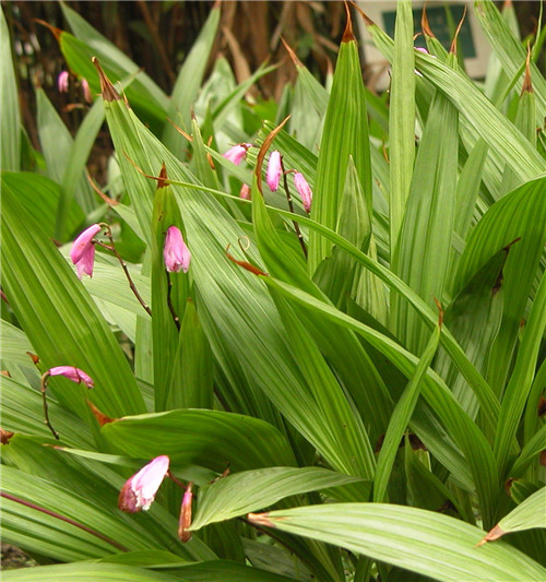 大同白芨种植方法/小白芨图片