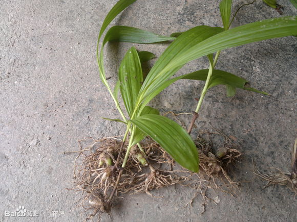 呼和浩特白芨直播苗/白芨收购价格