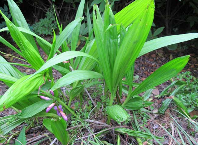 本溪野生白芨/白芨出售