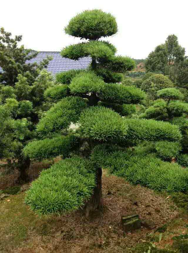 柏加佳智苗圃提供专业的供应罗汉松佳智苗圃，中国桂花价格