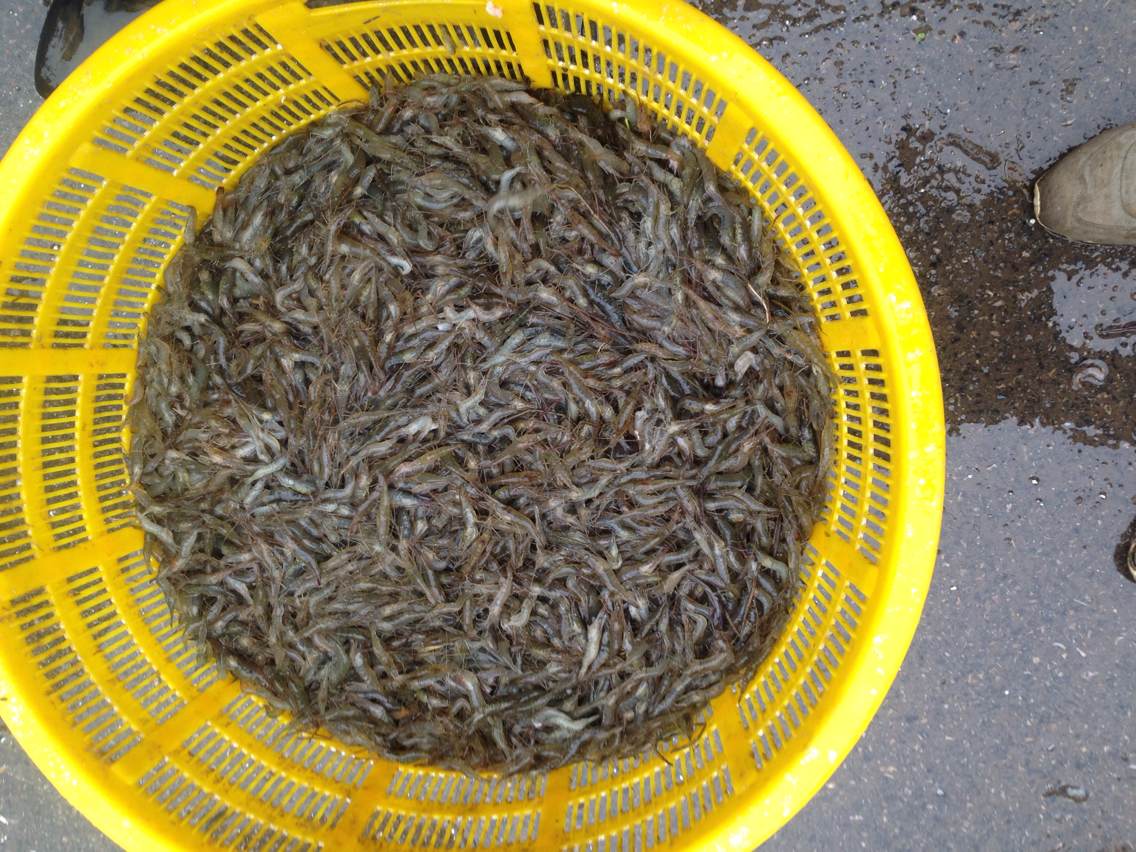 河北野生河虾苗野生河虾苗哪家好