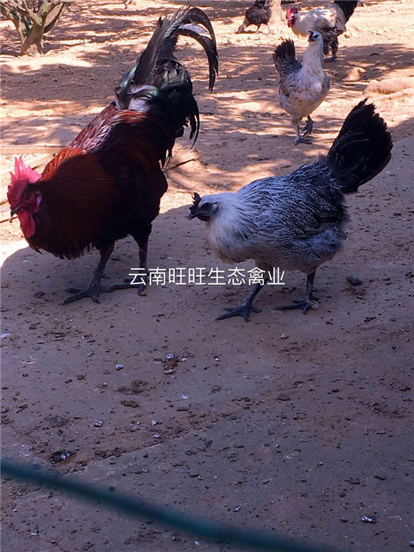 云南土鸡_价格合理的昆明养殖土鸡哪里有