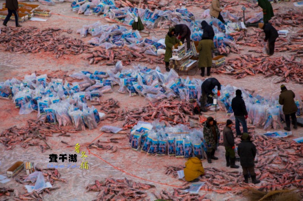 福建查干湖鱼厂家直销_查干湖冬捕鱼价格