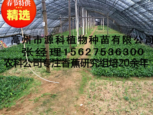 信宜香蕉苗_二级大棚脱毒杯苗培育基地