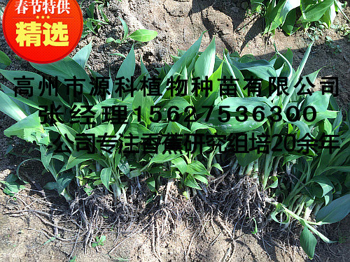 廉江香蕉苗_二级香蕉苗组培厂
