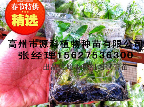 个旧香蕉苗_香蕉组培袋苗报价