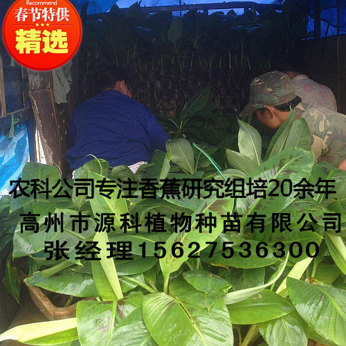 普宁香蕉苗_广西农科院优质香蕉苗组培厂