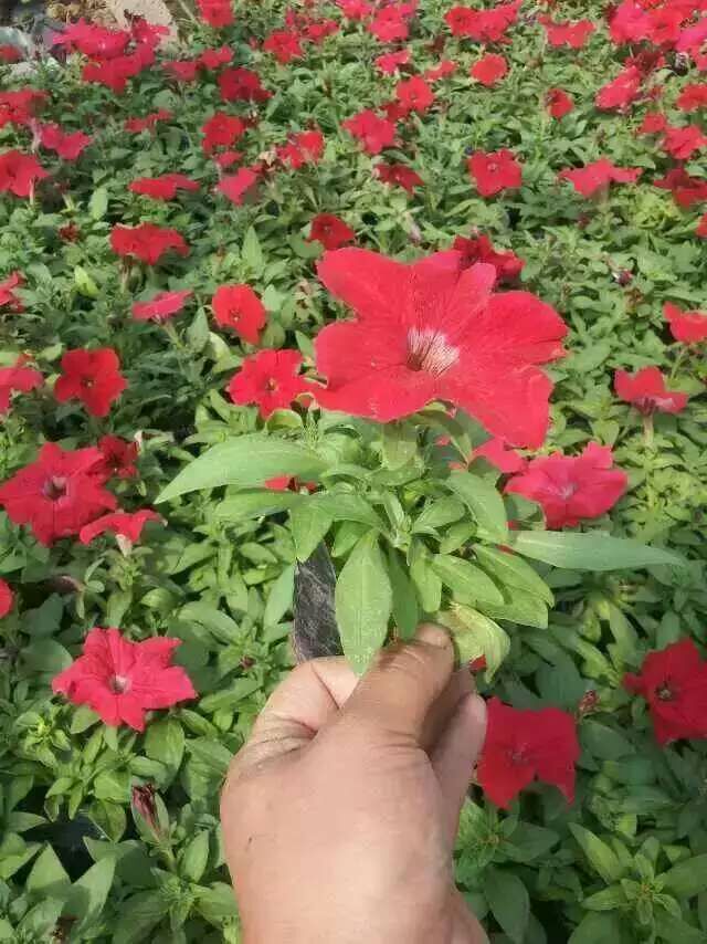 【粉牵牛】@【牵牛花产地】@【牵牛花价格】@【牵牛花供应商】宏伟