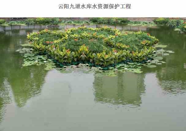 县重庆水生植物再力花哪里有直销基地？,选择重庆景春生态植物长