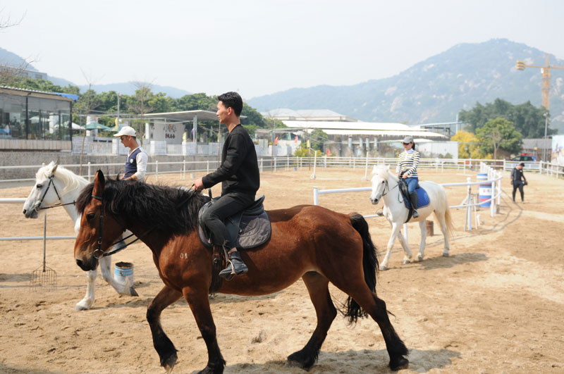 厦门马匹寄养场所 厦门荣成马会