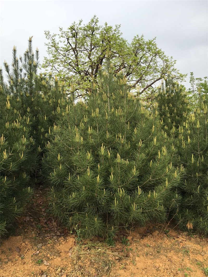 想要选购华山松就来苗木种植中心_北京华山松