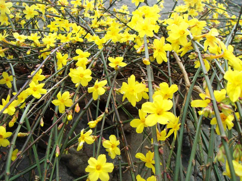 长春花小苗【鸿润】长春花价格【鸿润】长春花哪里卖