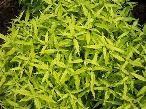 【妙哉!美哉!】哪里有金叶莸//金叶莸批发//金叶莸种植基地【晨歌】