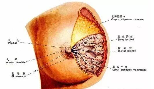 厦门催乳哪家好/哪家更专业