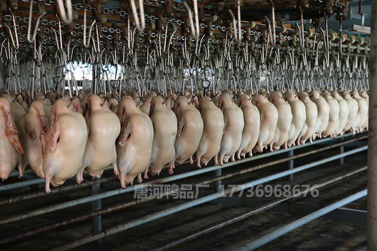 价格优惠的烤鸭胚上哪买17736968676超值的净膛鸭图片一