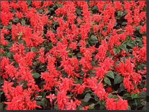 山东大型草花用苗基地|潍坊质量好的草花哪里有供应