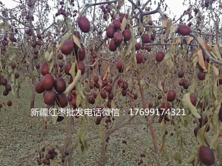 巴中新疆大枣批发多少钱