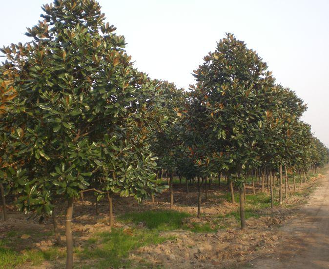 河南潢川花木苗圃报价（行道树类）