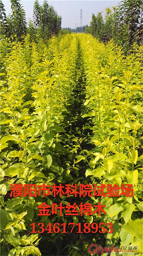 金葉衛(wèi)矛