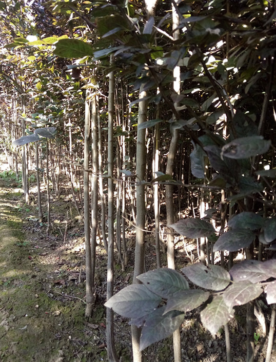 紅葉李苗，紫葉李綠化苗，紅葉李基地 大規(guī)格紫葉李原始圖片2