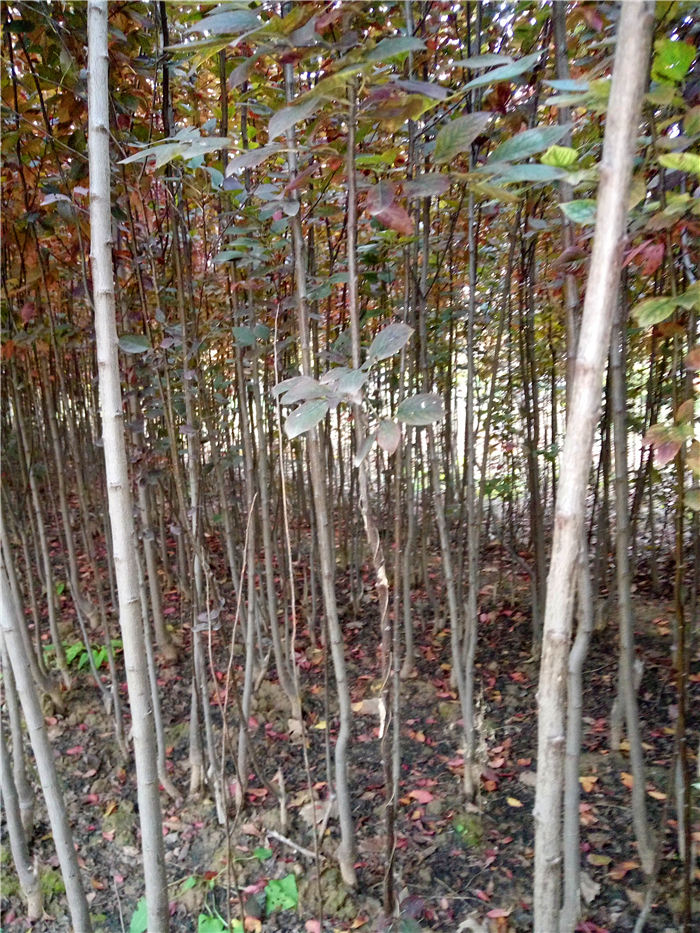 紅葉李苗，紫葉李綠化苗，紅葉李基地 大規(guī)格紫葉李原始圖片3