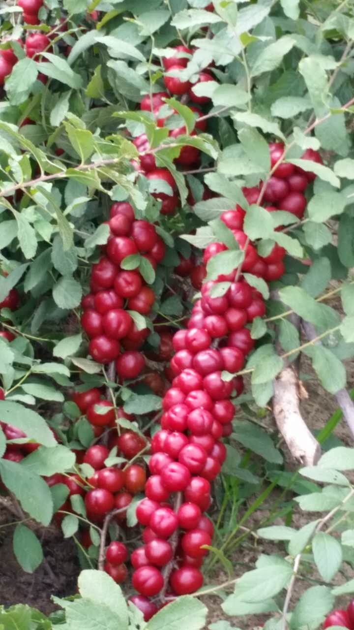 紅富士蘋果苗，嫁接蘋果苗，矮化蘋果苗,短枝煙富6號蘋果苗，蘋果