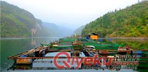 海東地區(qū)養(yǎng)魚網(wǎng)箱