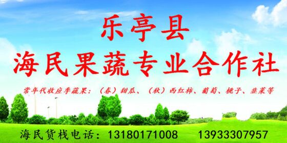 河北唐山市樂亭硬粉西紅柿大量上市誠邀客商代收西紅柿