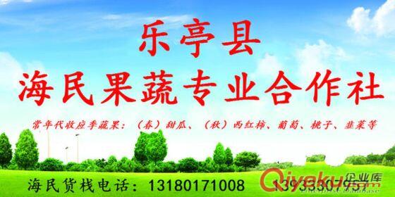 樂亭代收西紅柿/西紅柿代收/唐山西紅柿代收/唐山西紅柿代辦