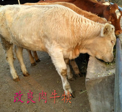 河源優(yōu)質(zhì)肉牛犢育肥肉牛成品牛 肉牛繁育中心專業(yè)肉牛