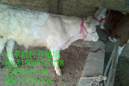 舟山育肥改良肉牛犢養(yǎng)殖技術(shù)快速育肥技術(shù)肉牛育肥效益 