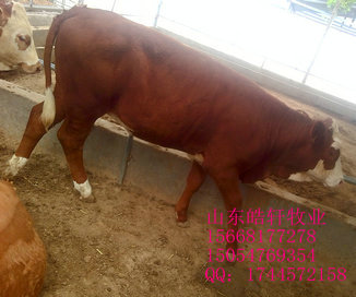 舟山育肥改良肉牛犢養(yǎng)殖技術(shù)快速育肥技術(shù)肉牛育肥效益 