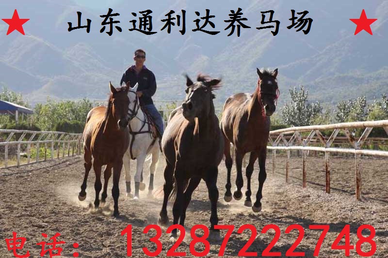 德保矮馬體形外貌生產性能利用價格種別推薦
