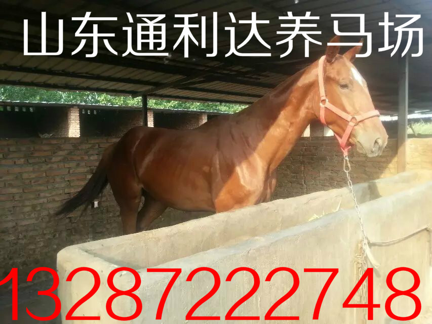 濟寧有純血馬 矮馬養殖場嗎？