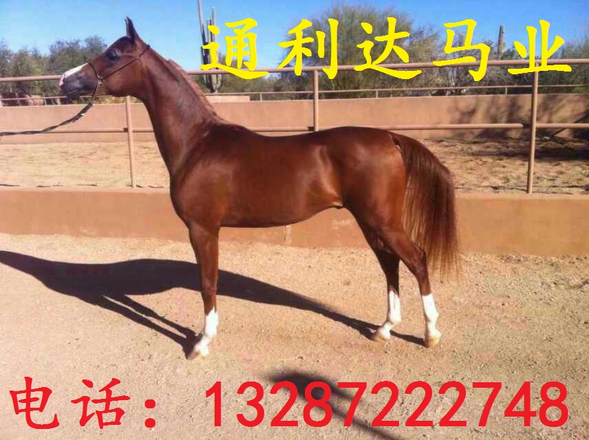 漢宮矮馬和迷你矮馬多久出欄 出欄市場(chǎng)價(jià)格是多少？