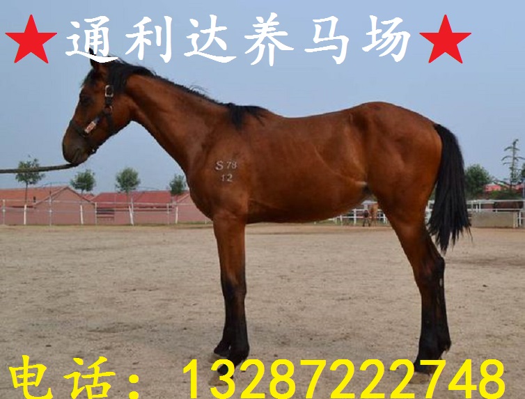 養(yǎng)馬選好品種 阿拉伯馬 伊犁馬 三河馬 純血馬 汗血馬品種齊全？
