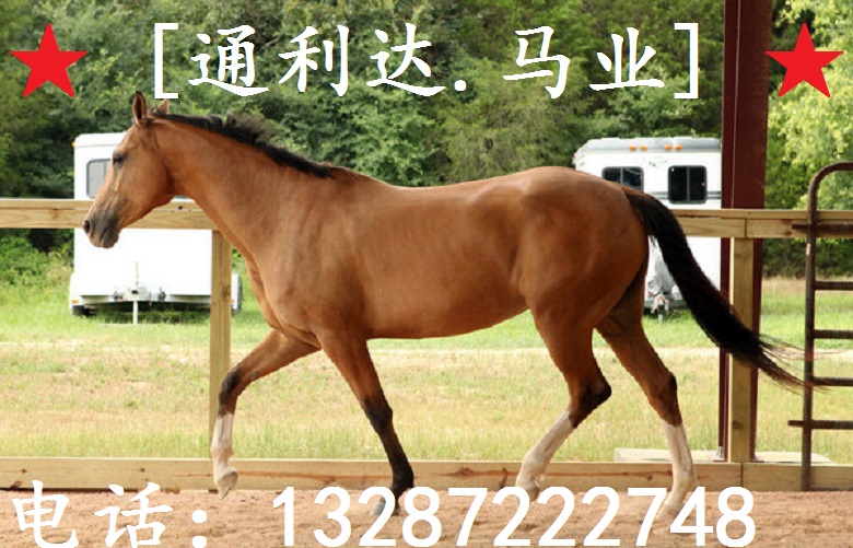 哪里有賣騎乘馬 蒙古馬 汗血馬 騎乘馬價(jià)格