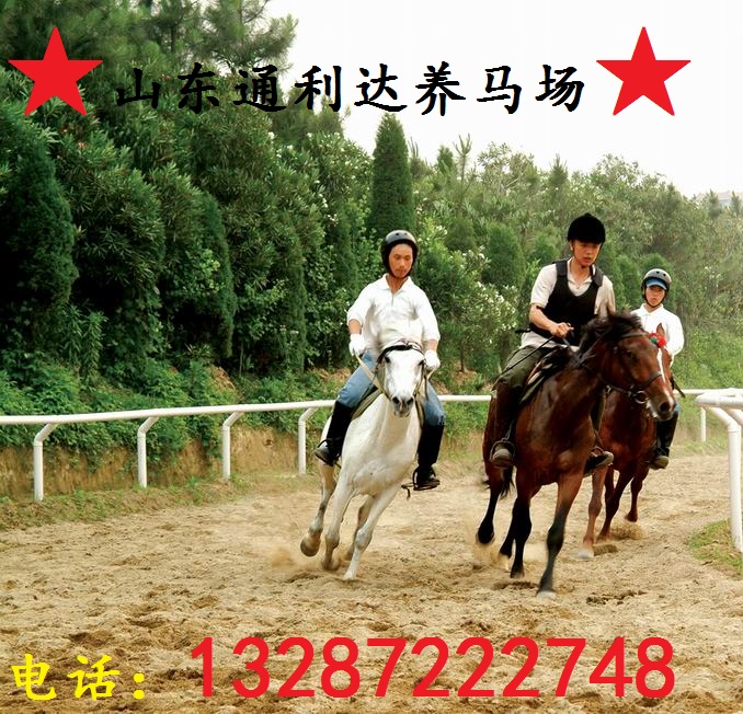 阿拉伯馬 三河馬 蒙古馬 大型養(yǎng)馬場 伊犁馬 半血馬 溫血馬原始圖片2