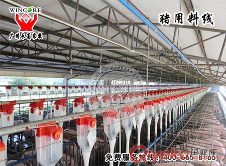 養豬全自動喂料機_肥豬自動化供料系統_豬場自動化設備安裝設計