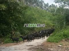 廣西具有口碑的隆林黑山羊生產基地 隆林黑山羊采購