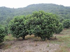 建華林苗木_優質桂林桂花樹供應商 桂林桂花樹代理加盟