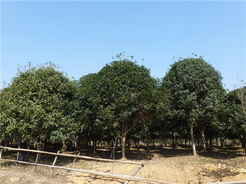 廣西桂花樹供應基地 報價合理的桂花樹